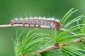 chenille